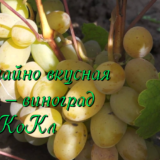 виноград Белый КоКл
