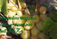 виноград Белый КоКл