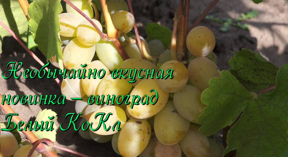 виноград Белый КоКл