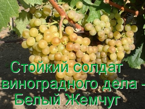 Стойкий солдат виноградного дела - Белый Жемчуг