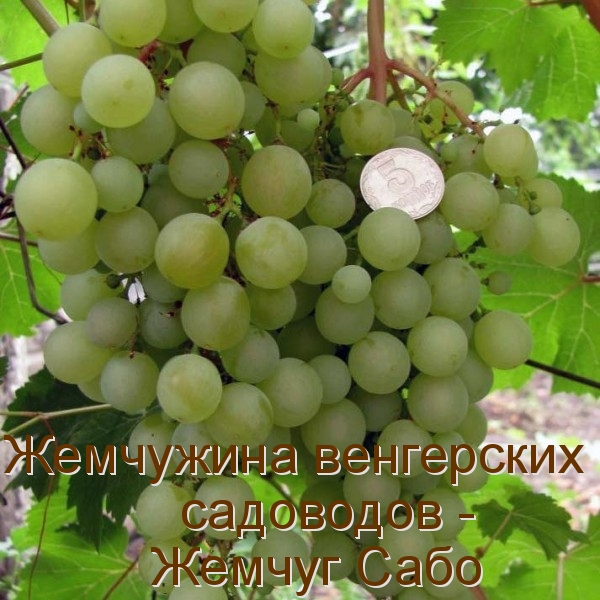 Жемчужина венгерских садоводов - Жемчуг Сабо