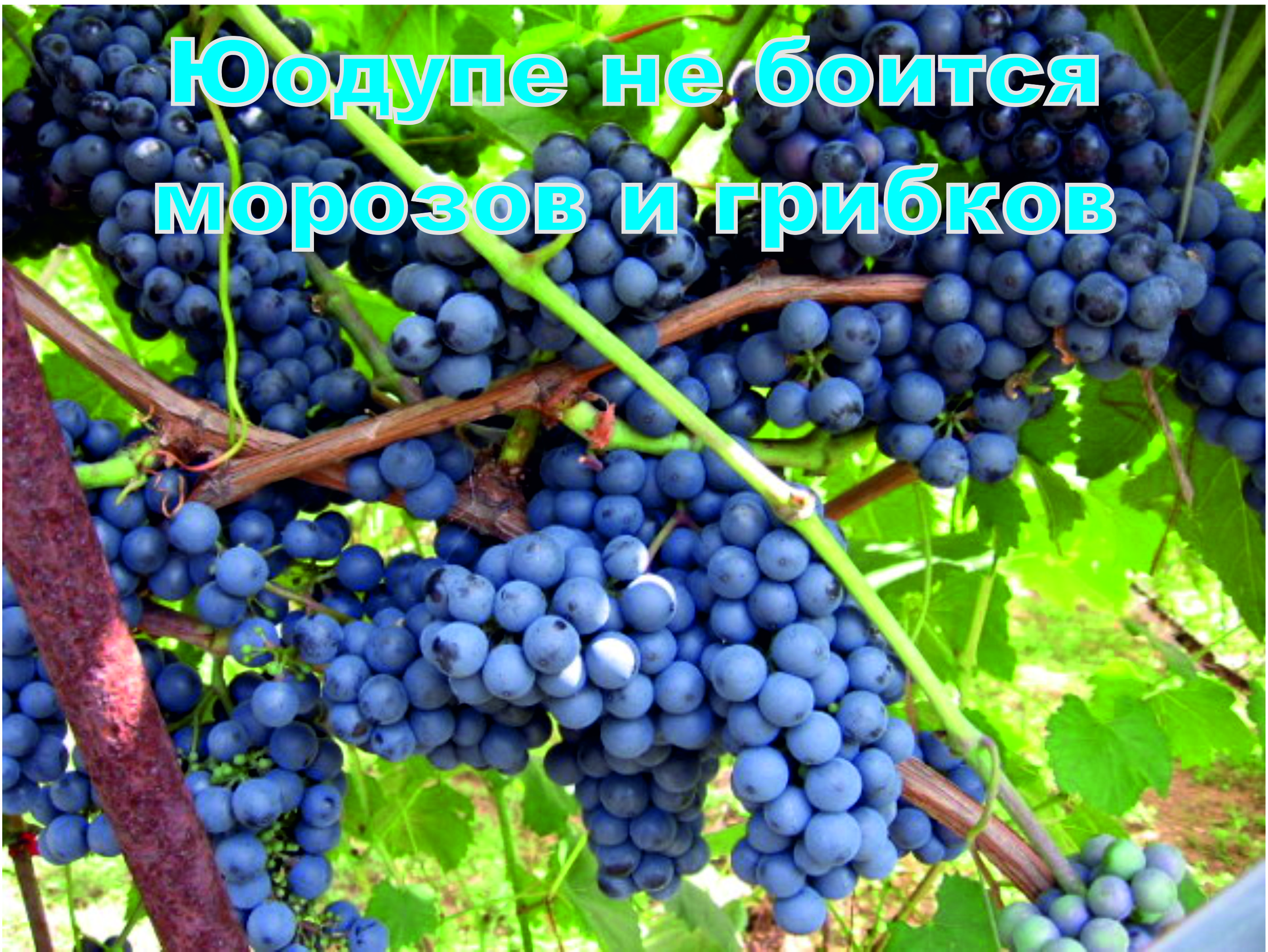 Морозоустойчивый Юодупе