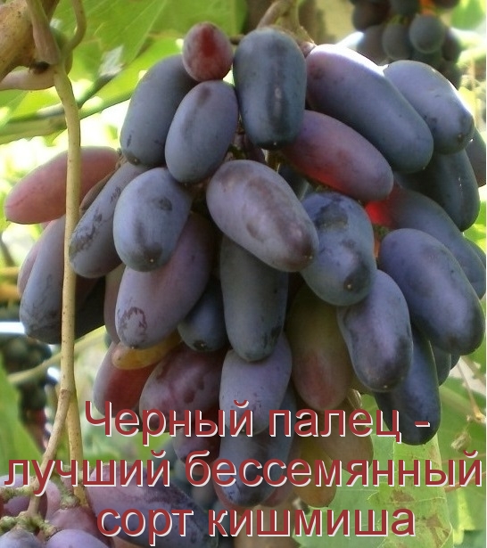 Черный палец - лучший бессемянный сорт кишмиша