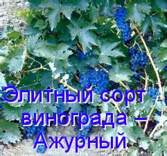 Элитный сорт винограда – Ажурный