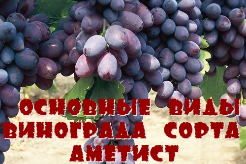 Основные виды винограда сорта Аметист