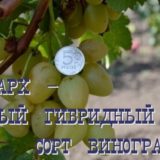 виноград олигарх
