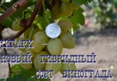 виноград олигарх