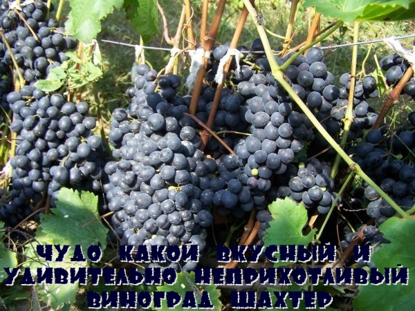 Чудо какой вкусный и удивительно неприхотливый виноград Шахтер