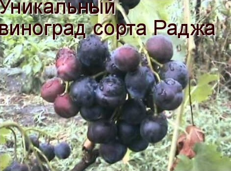 виноград раджа