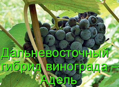 Дальневосточный гибрид винограда – Адель