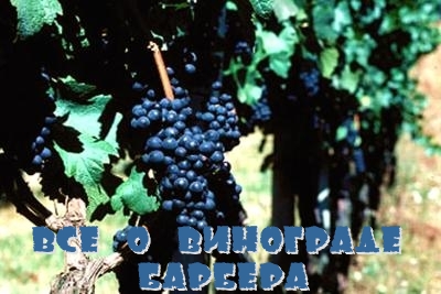 Все о винограде Барбера