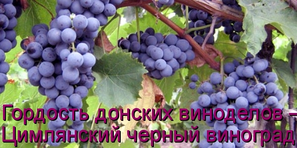 Гордость донских виноделов – Цимлянский черный виноград