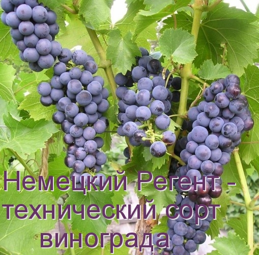 Немецкий Регент - технический сорт винограда