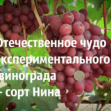 сорт Нина