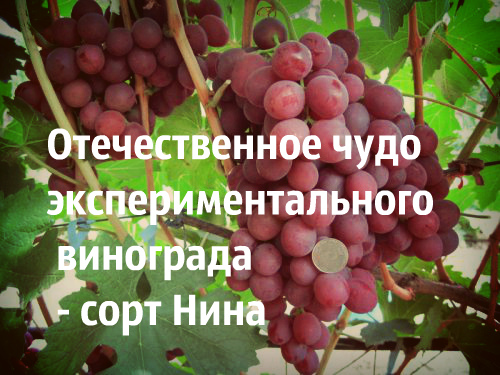 сорт винограда Нина