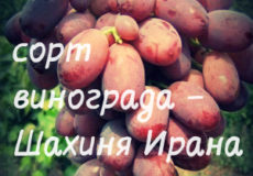 сорт винограда шахиня ирана