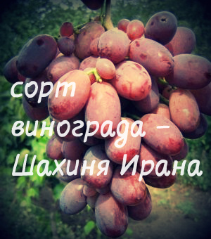сорт винограда шахиня ирана