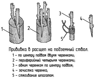 прививка винограда