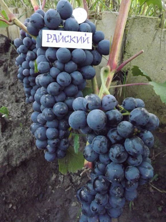 гроздь винограда Райский