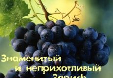 Виноград зариф