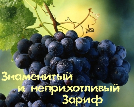 Виноград зариф