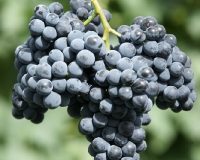 Мускат донской сорт винограда