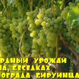виноград Бируинца