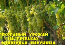 виноград Бируинца