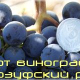 Гурзуфский розовый