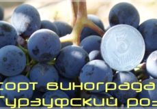 Гурзуфский розовый