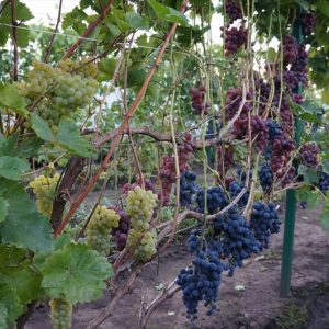 виноград крайнова - сорта