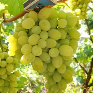 виноград Макси белый 