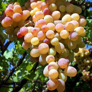 сорт винограда Лия
