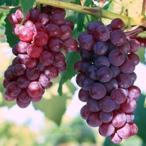 виноград Минский розовый