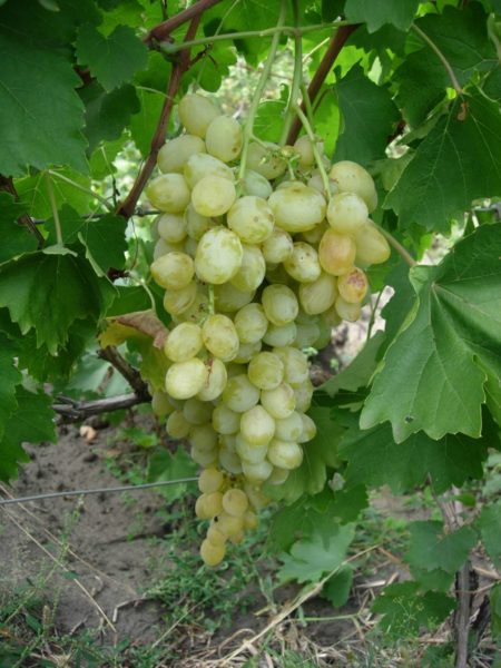 bolgariya