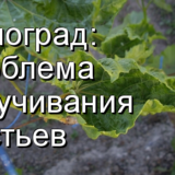 виноград листья скручиваются
