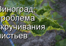 виноград листья скручиваются