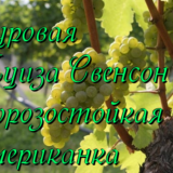 виноград Луиза Свенсон