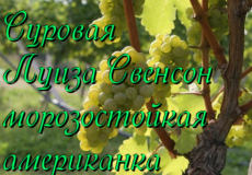 виноград Луиза Свенсон