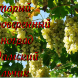сорт винограда дамский пальчик