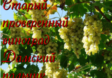 сорт винограда дамский пальчик