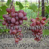виноград мускат розовый