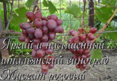 виноград мускат розовый
