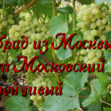 Гибрид из Москвы - сорт Московский устойчивый