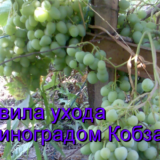 виноград Кобзарь