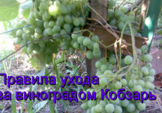 виноград Кобзарь