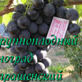 виноград Страшенский