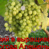 виноград Алешенькин