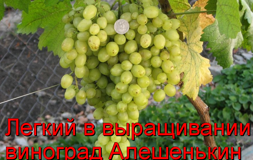виноград Алешенькин