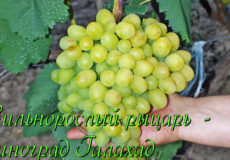 виноград галахад